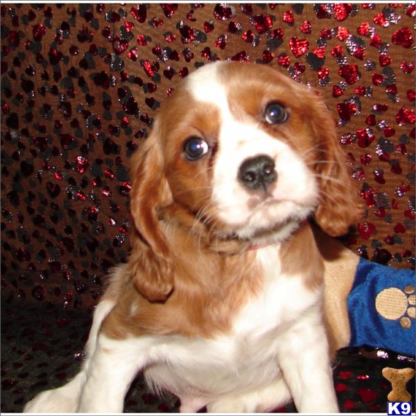 Cavalier King Charles Spaniel Puppies in FL